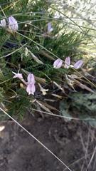 Astragalus corniculatus