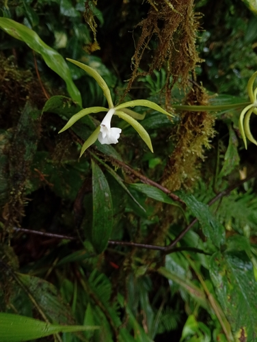 Epidendrum lacustre, photograph 2