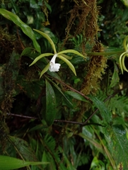 Epidendrum lacustre, photograph (c) Anthony Mora Aguilar, some rights reserved (CC BY)