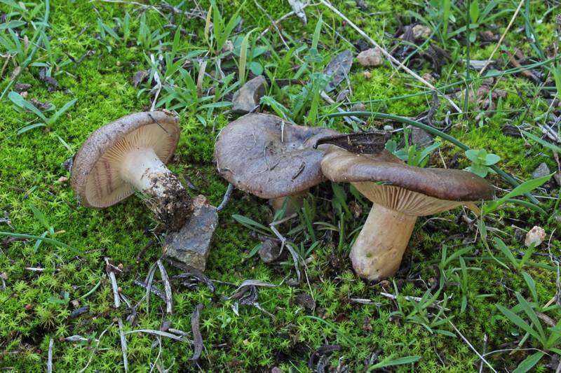 Lactarius cistophilus