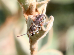 Lipotriches flavoviridis
