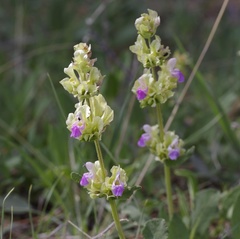 Salvia absconditiflora