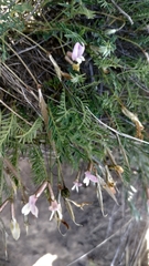 Astragalus corniculatus