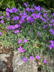 Aubrieta deltoidea