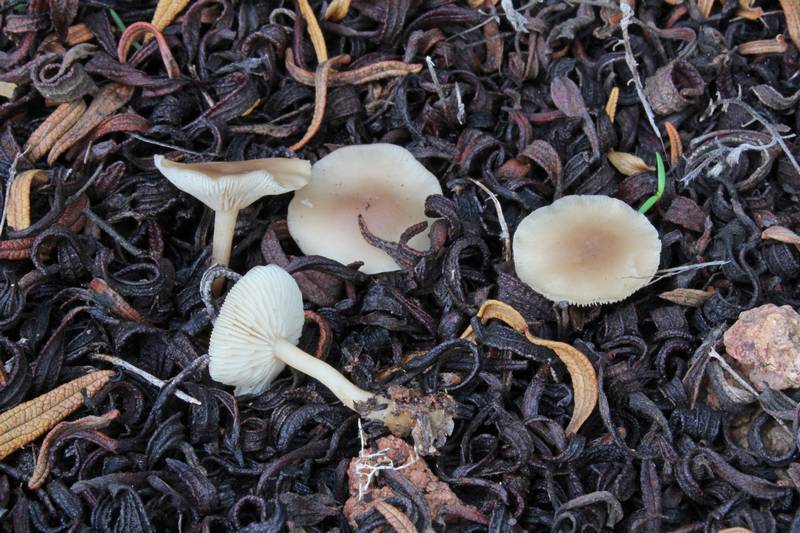 Clitocybe cistophila