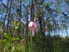 Cleistesiopsis divaricata