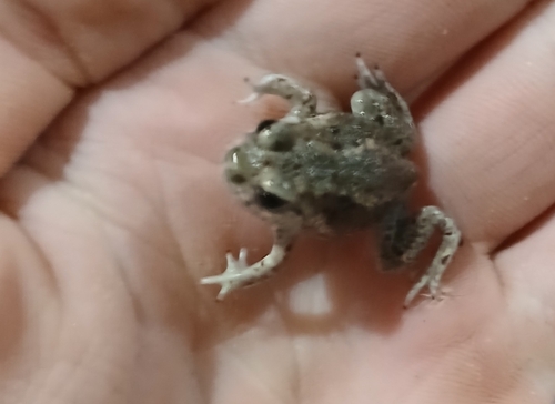 Great Basin Spadefoot