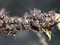 Lipotriches flavoviridis
