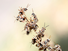 Lipotriches flavoviridis