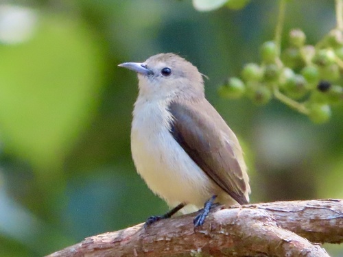 Nilgiri Flowerpecker (Dicaeum concolor), photo 6