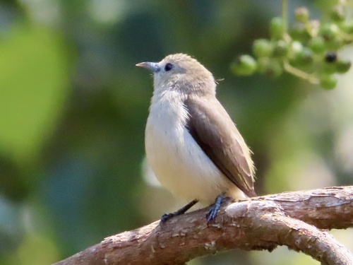 Nilgiri Flowerpecker (Dicaeum concolor), photo 7