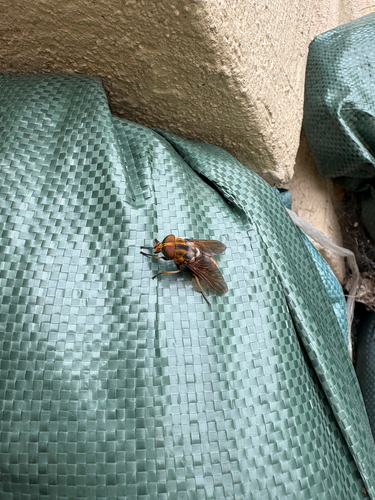 Tabanus chrysurus