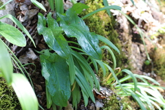 Arum elongatum