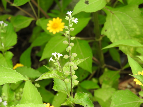 Priva lappulacea, photograph 6