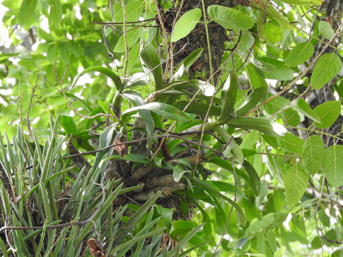 Caularthron bilamellatum, photograph 6
