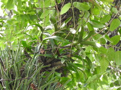 Caularthron bilamellatum, photograph (c) Alexis López Hernández, some rights reserved (CC BY)