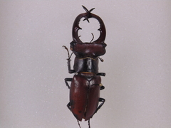 Lucanus elaphus