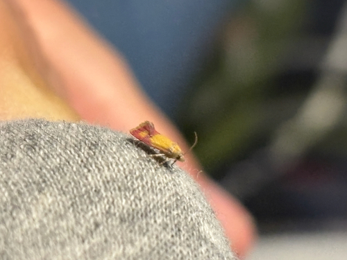 iNaturalist observation photo of Primrose Cochylid Moth