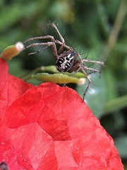 Oxyopes heterophthalmus