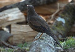 Turdus boulboul