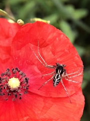 Oxyopes heterophthalmus