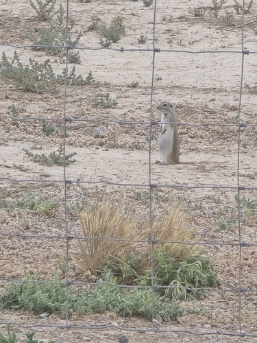 Piute Ground Squirrel observed by sholt