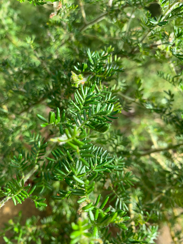 Acacia lasiocarpa