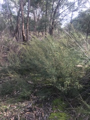 Kunzea leptospermoides