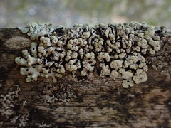 Menegazzia neozelandica