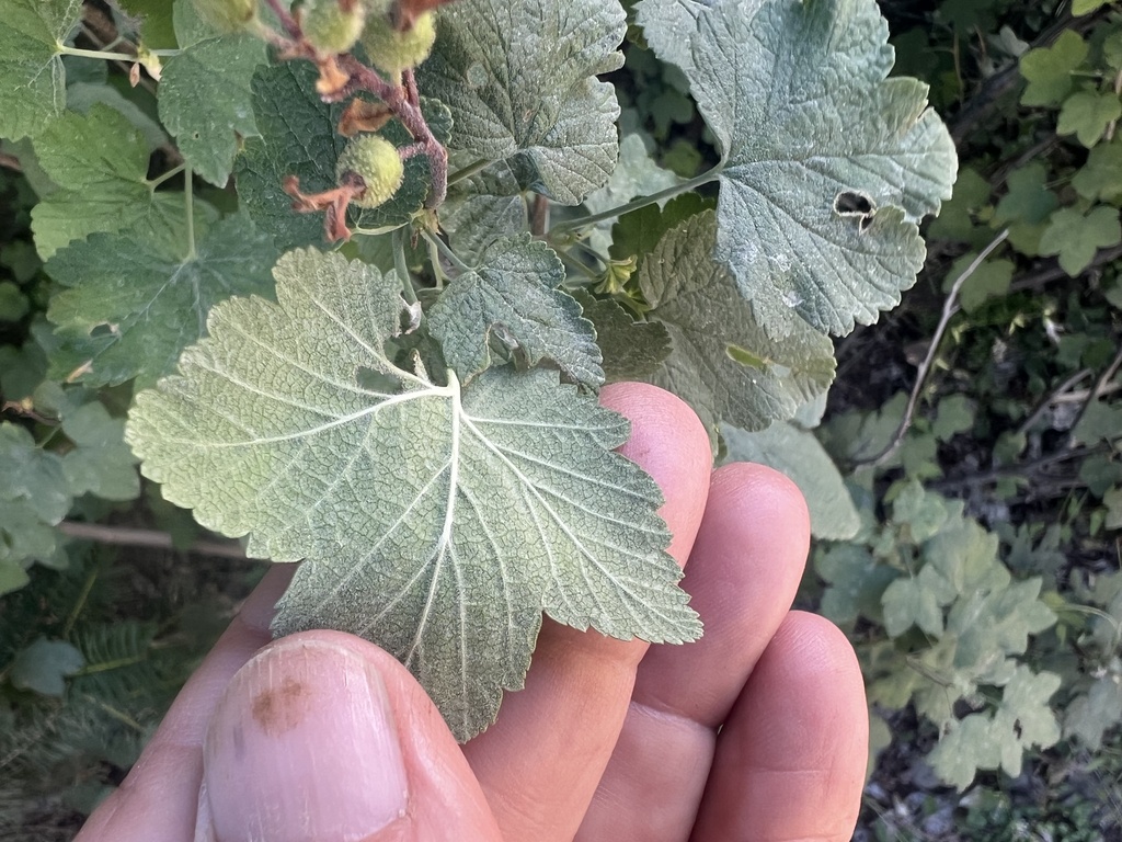 Ribes nevadense; photograph (c) Steve Matson, some rights reserved (CC BY)