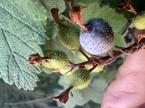Ribes nevadense, photograph 1