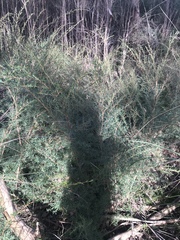 Kunzea leptospermoides