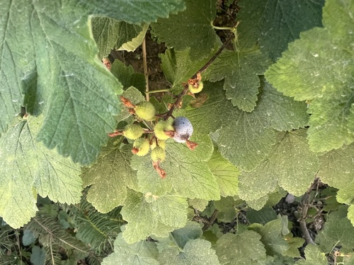 Ribes nevadense, photograph 2