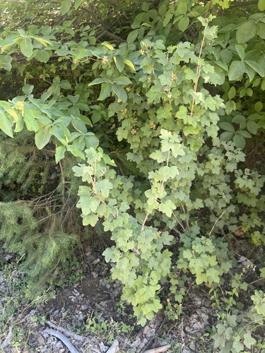Ribes nevadense, photograph 3