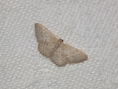 Idaea philocosma