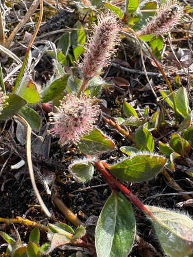 arctic willow