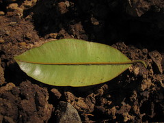Calophyllum