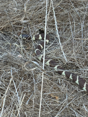 iNaturalist observation photo of California King Snake
