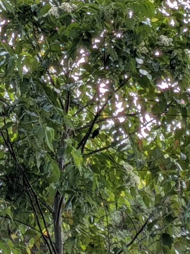 Loriculus philippensis observed 2026-07-17