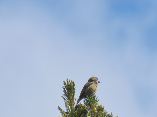 iNaturalist observation photo of Red Crossbill