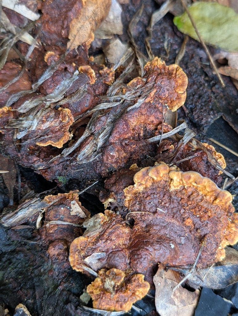 Mustard Yellow Polypore · July 2026 · photo: Photo: (c) Leila Dasher, some rights reserved (CC BY) · iNaturalist