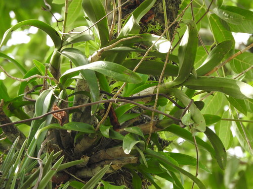 Caularthron bilamellatum, photograph 3