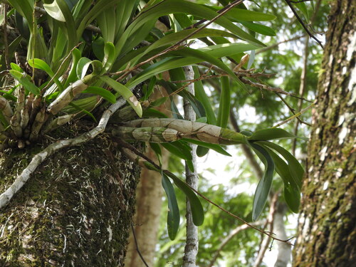 Caularthron bilamellatum, photograph 2