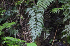 Pteris formosana
