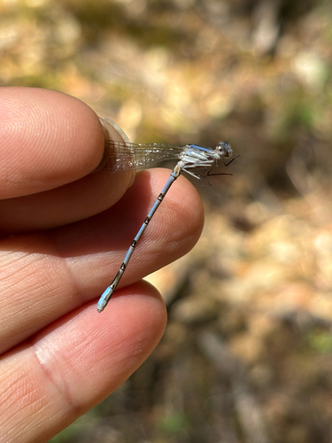 iNaturalist observation photo of California Dancer