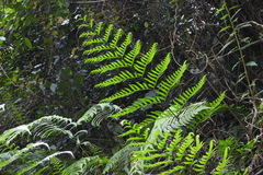 Pteris formosana