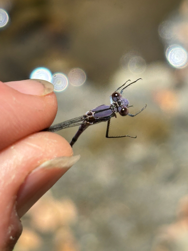 iNaturalist observation photo of Emma's Dancer