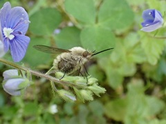 Bombylius venosus