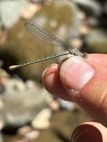 iNaturalist observation photo of Emma's Dancer