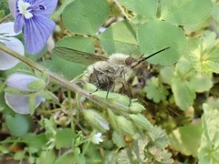 Bombylius venosus